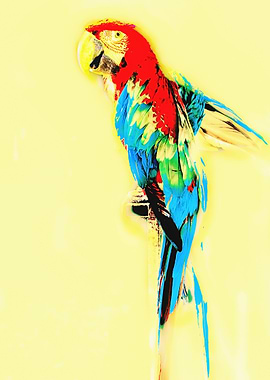 Blue and yellow Macaw Ara