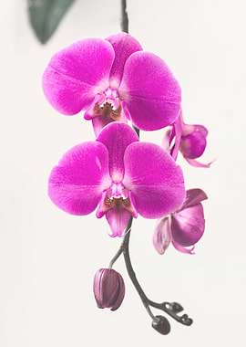 Phalaenopsis Orchid flowe