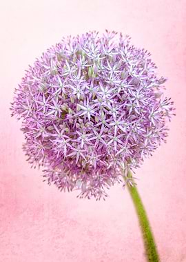 Allium II