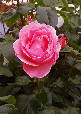 Pink rose fantasy