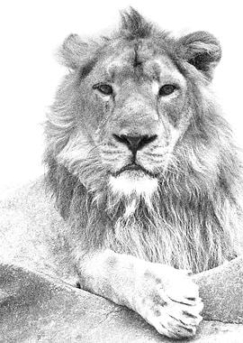 Animals Asiatic Lion India