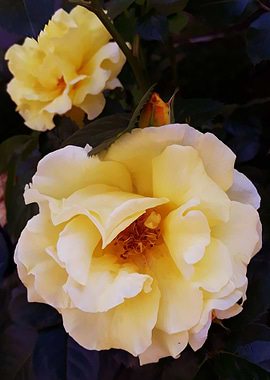 Yellow rose beauty