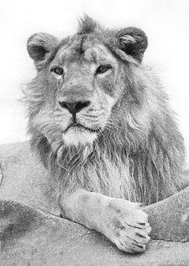 Animals Asiatic Lion India