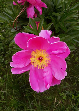 Open peony