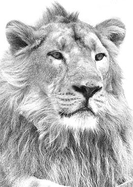Animals Asiatic Lion