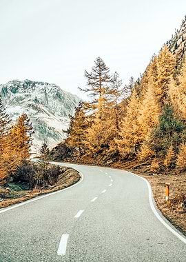 Snow and Golden Pine