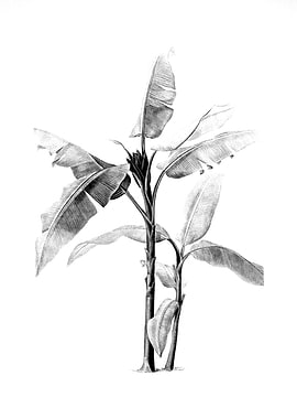 Vintage Engraved Botanical