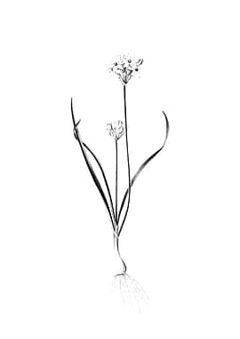 Vintage Engraved Floral