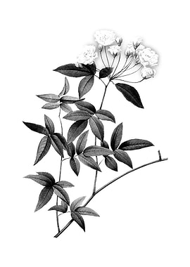 Vintage Engraved Botanical