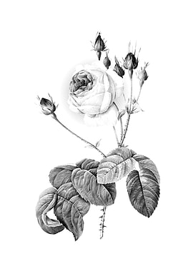 Vintage Engraved Botanical