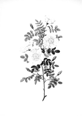 Vintage Floral Engraving