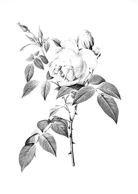 Vintage Engraved Botanical