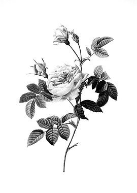 Vintage Engraved Flower