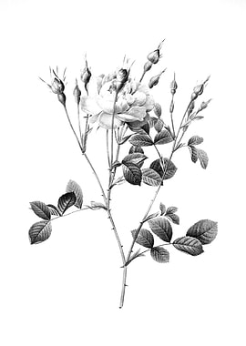 Vintage Floral Engraving