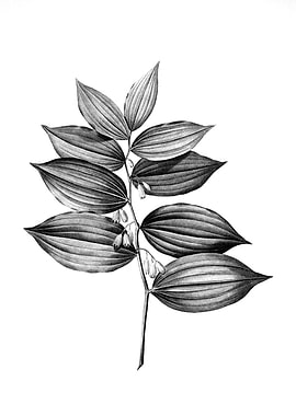 Vintage Engraved Floral