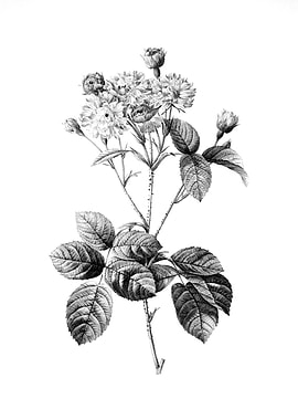 Vintage Engraved Botanical