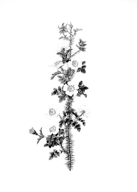 Vintage Floral Engraving