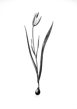 Vintage Engraved Botanical