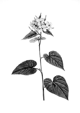 Vintage Engraved Botanical