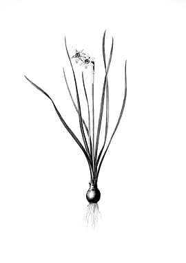 Vintage Engraved Botanical