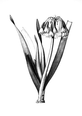 Vintage Engraved Floral