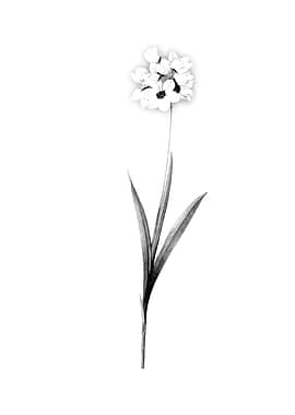 Vintage Engraved Floral