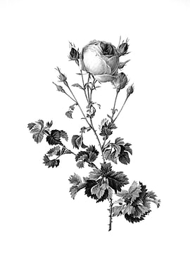 Vintage Engraved Botanical