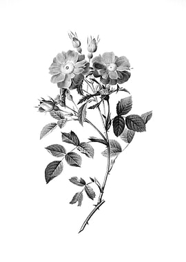 Vintage Engraved Botanical