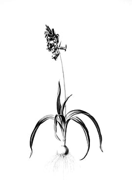 Vintage Engraved Botanical