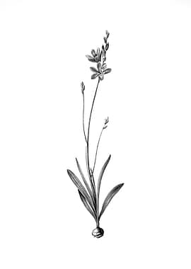 Vintage Engraved Botanical