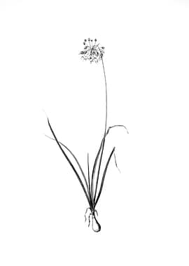 Vintage Floral Engraving