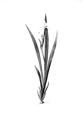 Vintage Engraved Flower