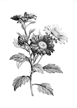 Antique Engraved Floral