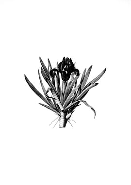 Vintage Engraved Botanical