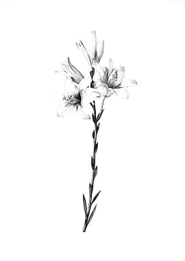 Vintage Engraved Botanical