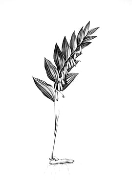 Vintage Engraved Botanical