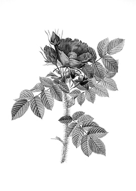 Vintage Engraved Floral