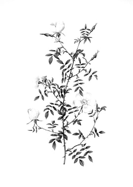 Antique Engraved Floral