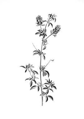 Vintage Floral Engraving