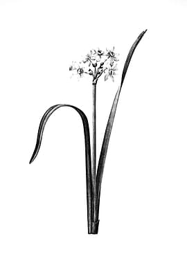 Antique Engraved Floral