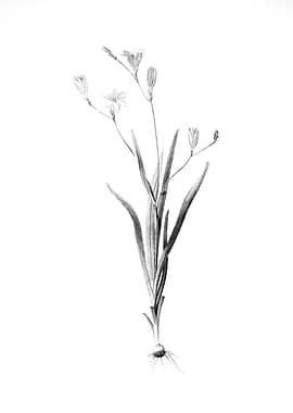 Vintage Engraved Floral