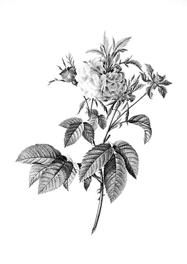 Vintage Floral Engraving