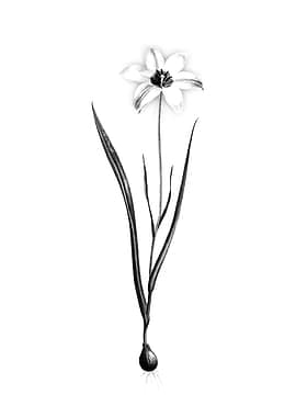 Vintage Engraved Botanical