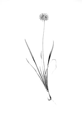 Vintage Engraved Botanical