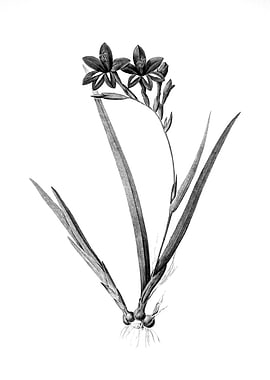 Vintage Engraved Botanical