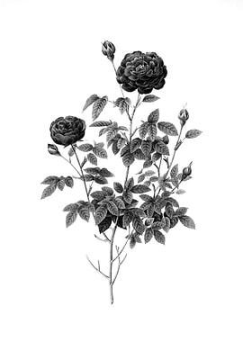 Vintage Engraved Botanical