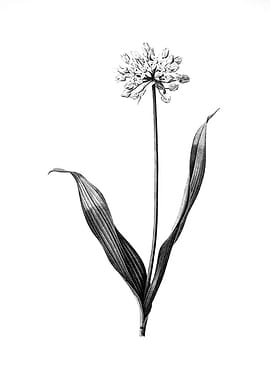 Vintage Floral Engraving