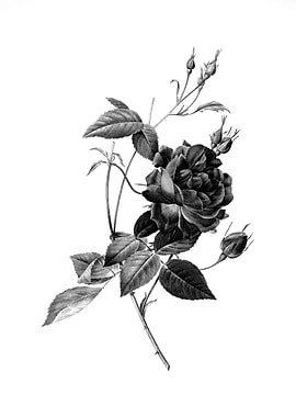 Vintage Engraved Botanical