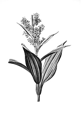 Vintage Floral Engraving