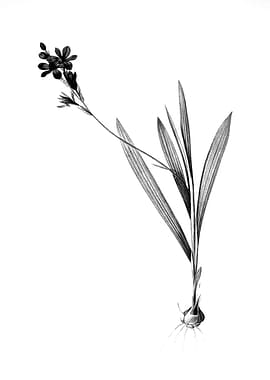 Vintage Engraved Botanical